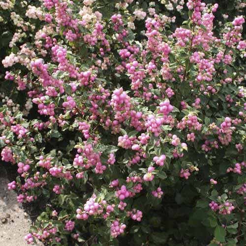 Meškytė Amethyst, С2 interface.image 1 interface.art 8583