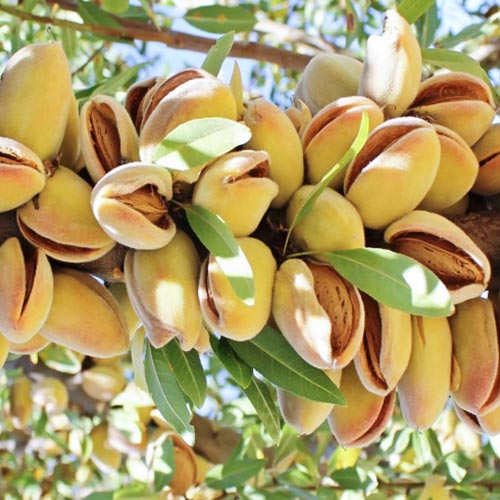 Migdolas Avijor, С2 interface.image 1 interface.art 7947