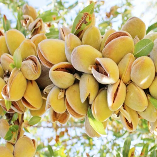 Migdolas Barreta interface.image 1 interface.art 7948