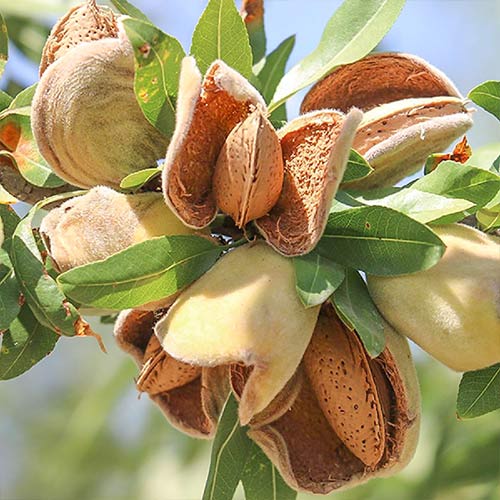 Migdolas Ferragnes interface.image 1 interface.art 7949