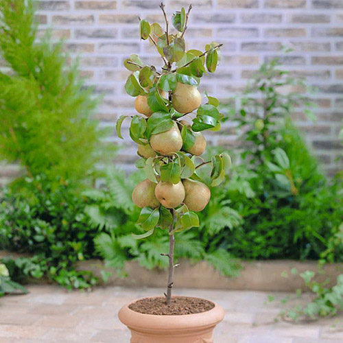 mini Kriaušė GardenPearl®, C2 interface.image 1 interface.art 1646