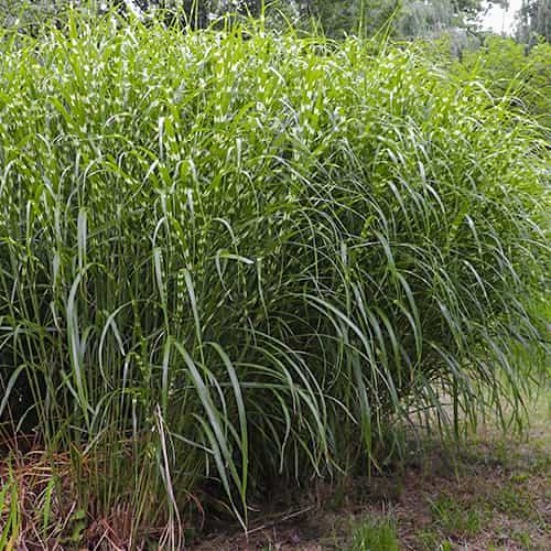 Miscanthus sinensis Little Zebra, С2 interface.art nuotrauka 1 Miscanthus sinensis Little Zebra, С2 interface.image 1 interface.art 7792
