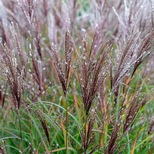 Miskantas kininis Ferner Osten interface.art nuotrauka 1 Miskantas kininis Ferner Osten interface.image 1 interface.art 4083