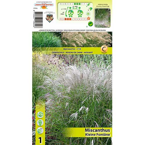 Miskantas (Miscanthus) Kleine Fontane interface.art nuotrauka 1 Miskantas (Miscanthus) Kleine Fontane interface.image 1 interface.art 70442
