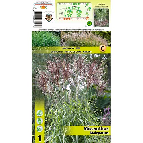 Miskantas (Miscanthus) Malepartus interface.art nuotrauka 1 Miskantas (Miscanthus) Malepartus interface.image 1 interface.art 70443