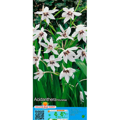 Miurelės acidantera (Acidanthera Murielae) interface.art nuotrauka 1 Miurelės acidantera (Acidanthera Murielae) interface.image 1 interface.art 76369