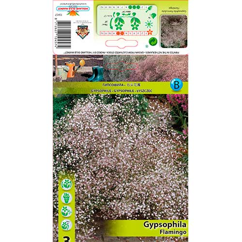 Muilinė Guboja (Gypsophila Paniculata) Flamingo interface.image 1 interface.art 76587