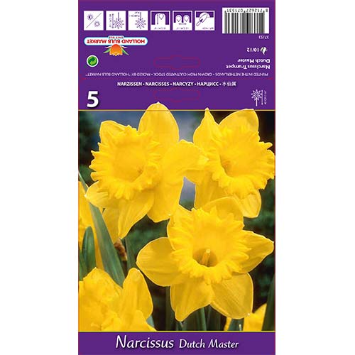 Narcizas stambiažiedis Dutch Master interface.image 1 interface.art 67647