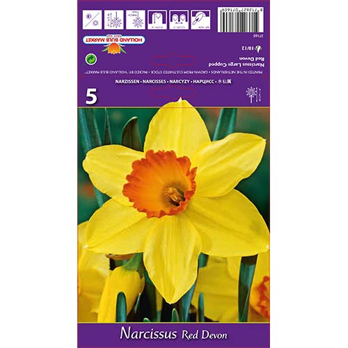 Narcizas stambiažiedis Red Devon interface.art nuotrauka 1 Narcizas stambiažiedis Red Devon interface.image 1 interface.art 67659