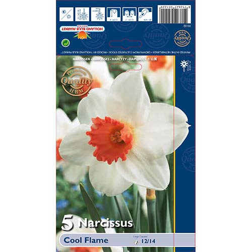 Narcizas Cool Flame interface.art nuotrauka 1 Narcizas Cool Flame interface.image 1 interface.art 67650