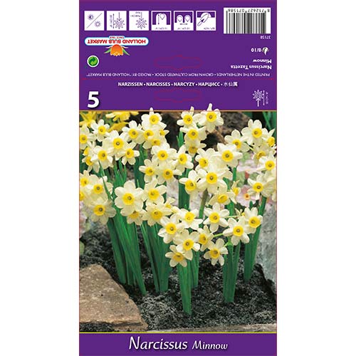 Narcizas miniatiūrinis Minnow interface.image 1 interface.art 67652