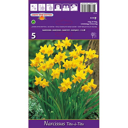 Narcizas miniatiūrinis Tete-a-Tete interface.image 1 interface.art 67664