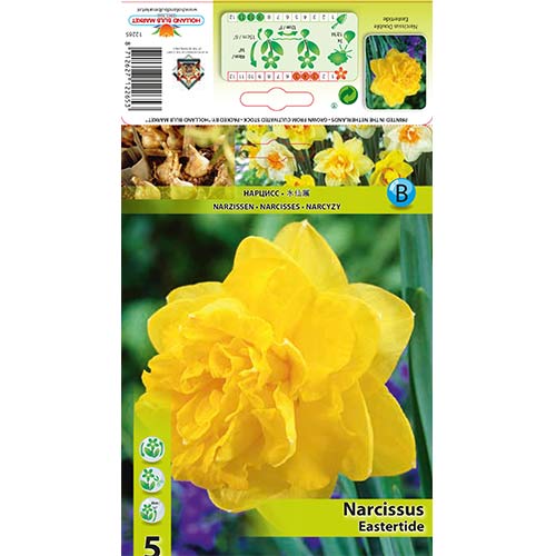 Narcizas pilnaviduris Eastertide interface.art nuotrauka 1 Narcizas pilnaviduris Eastertide interface.image 1 interface.art 70280