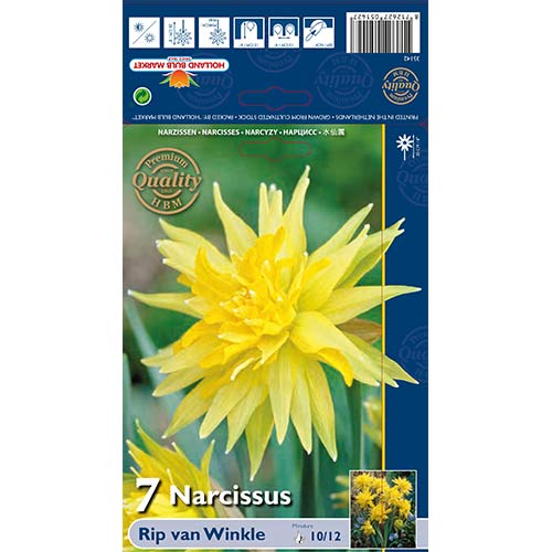 Narcizas miniatiūrinis Rip van Winkle interface.image 1 interface.art 67660