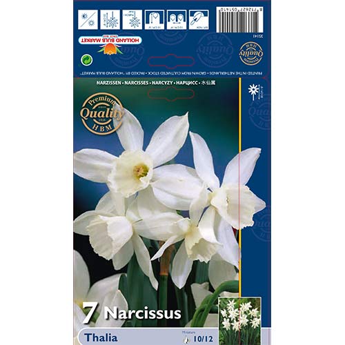 Narcizas Thalia interface.art nuotrauka 1 Narcizas Thalia interface.image 1 interface.art 70236