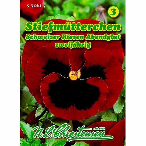 Našlaitės Schweizer Riesen, Abendglut Chrestensen interface.image 1 interface.art 50037