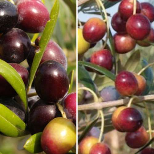 Neįtikėtinas pasiūlymas! Alyvuogių rinkinys (Olive), 2 sodinukų rinkinys interface.image 1 interface.art 4882