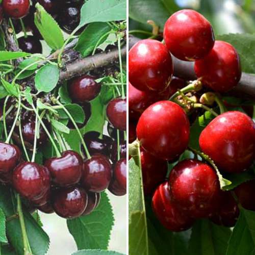 Neįtikėtinas pasiūlymas! Derlingos vasaros rinkinys, 2 sodinukų rinkinys interface.image 1 interface.art 4874