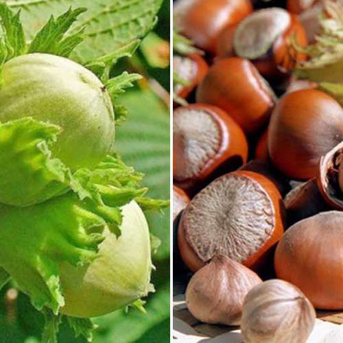 Neįtikėtinas pasiūlymas! Duo lazdyno riešutai, 3 sodinukų rinkinys interface.image 1 interface.art 4948