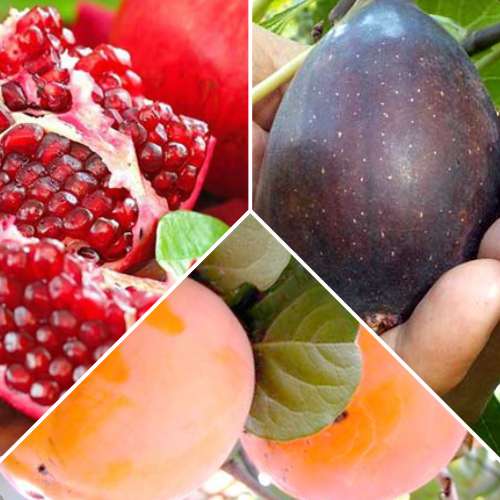 Neįtikėtinas pasiūlymas! Egzotiškų vaisių rinkinys, 3 sodinukų rinkinys interface.image 1 interface.art 4878