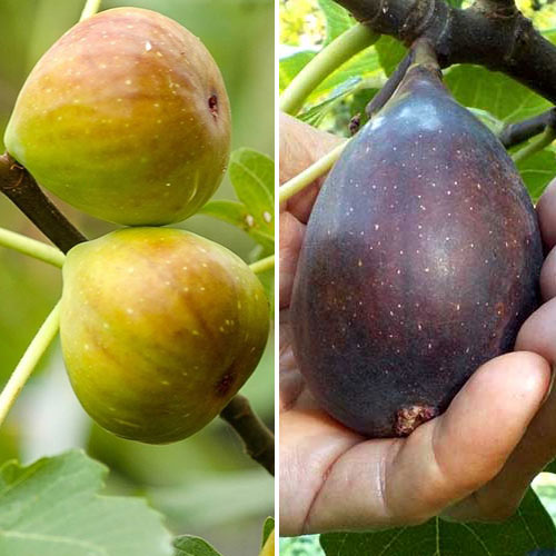 Neįtikėtinas pasiūlymas! Figmedžių rinkinys, 2 sodinukų rinkinys interface.image 1 interface.art 5186