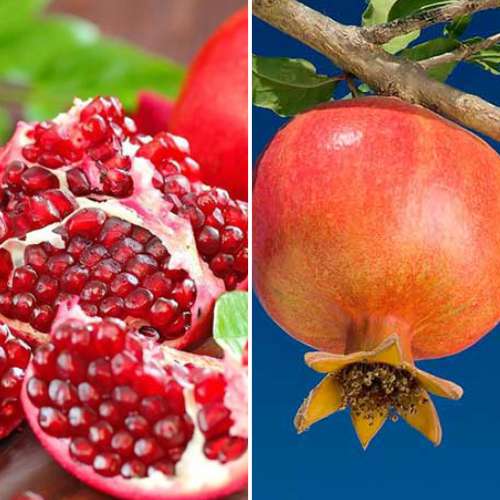 Neįtikėtinas pasiūlymas! Granatų duetas, 2 sodinukų rinkinys interface.image 1 interface.art 4879