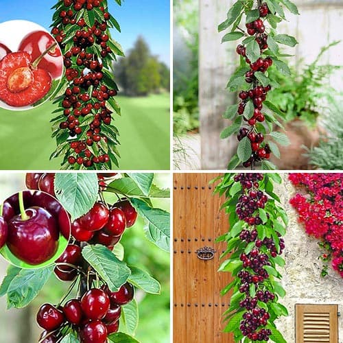 Neįtikėtinas pasiūlymas! Karališkųjų saldžiųjų trešnių rinkinys, 4 sodinukų rinkinys interface.image 1 interface.art 1981