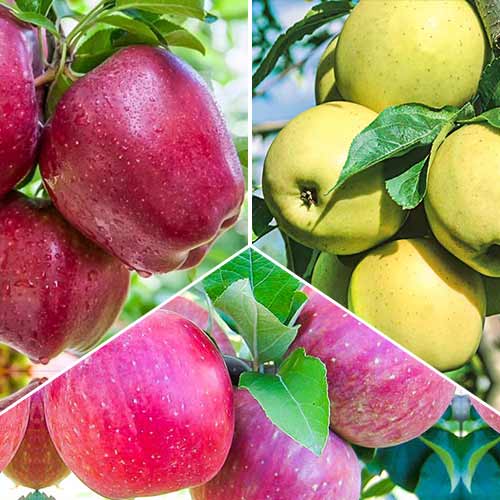 Neįtikėtinas pasiūlymas! Obuolių trio rinkinys, 3 sodinukų rinkinys interface.image 1 interface.art 6945