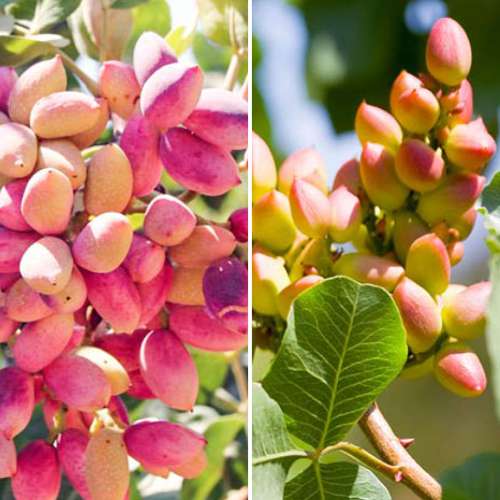 Neįtikėtinas pasiūlymas! Pistacijų rinkinys, 2 sodinukų rinkinys interface.image 1 interface.art 4883