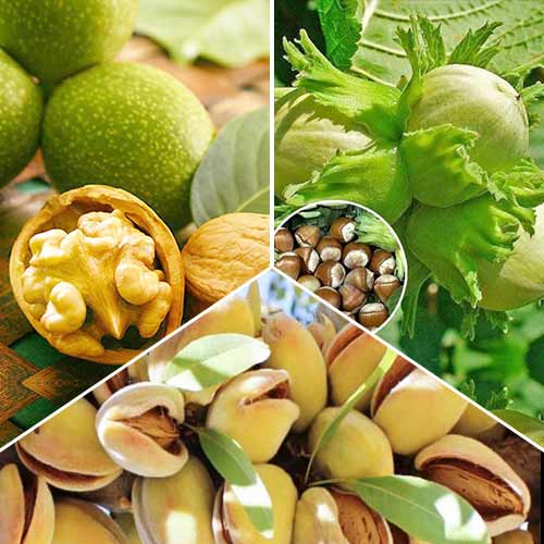 Neįtikėtinas pasiūlymas! Riešutų rinkinys, 3 sodinukų rinkinys interface.image 1 interface.art 6944