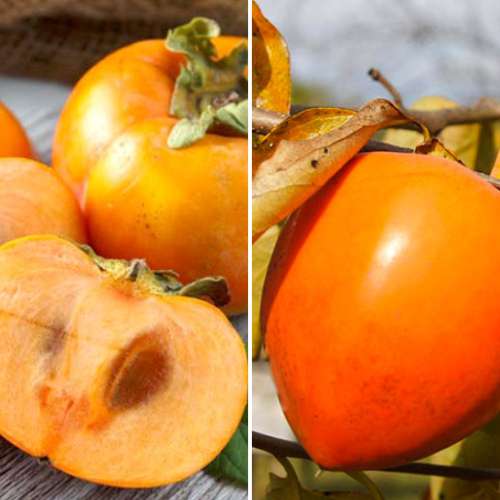 Neįtikėtinas pasiūlymas! Sharon rinkinys (Rytietiškas persimonas), 2 sodinukų rinkinys interface.art nuotrauka 1 Neįtikėtinas pasiūlymas! Sharon rinkinys (Rytietiškas persimonas), 2 sodinukų rinkinys interface.image 1 interface.art 4881