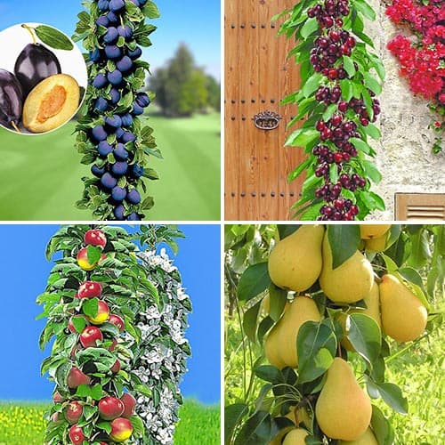 Neįtikėtinas pasiūlymas! Sodo komplektas, 4 sodinukų rinkinys interface.image 1 interface.art 1955