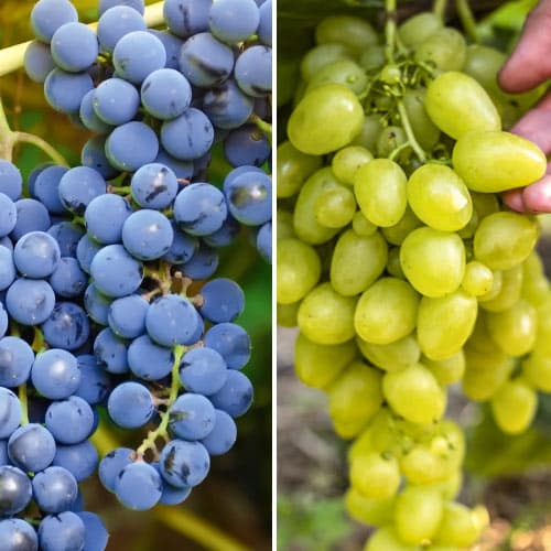 Neįtikėtinas pasiūlymas! Vynuogių rinkinys super ankstyvas, rinkinyje 2 daigai interface.image 1 interface.art 4958