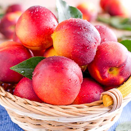 Nektarinas Caldesi 2000 interface.image 1 interface.art 4287