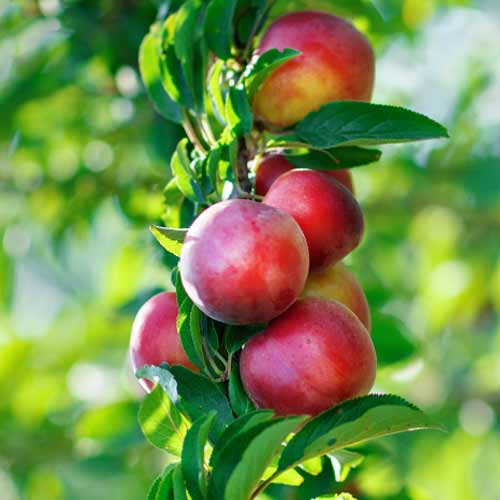 Nektarinas (columnar) Orion interface.image 1 interface.art 2016