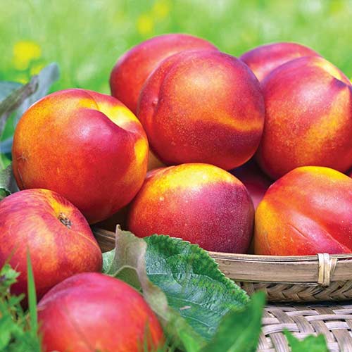 Nektarinas Fire Earth, С2 interface.image 1 interface.art 4285