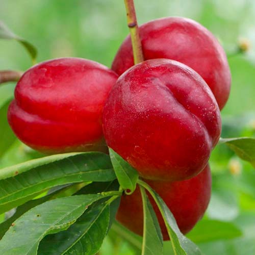 Nektarinas Late Love, С2 interface.art nuotrauka 1 Nektarinas Late Love, С2 interface.image 1 interface.art 1629