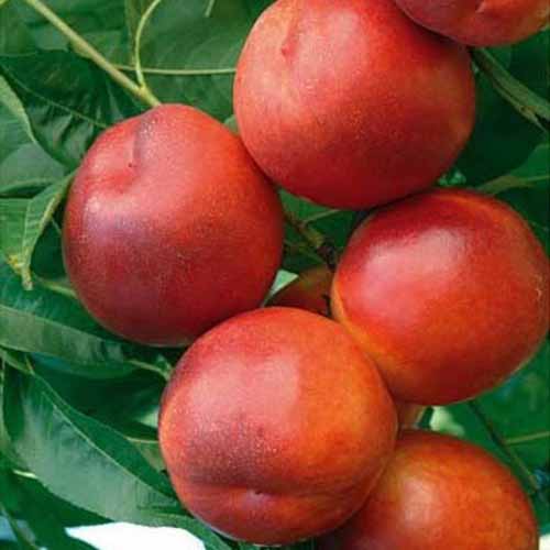 Nektarinas Morsiani 90 interface.image 1 interface.art 4864