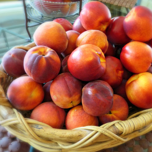 Nektarinas Orion interface.image 1 interface.art 7983