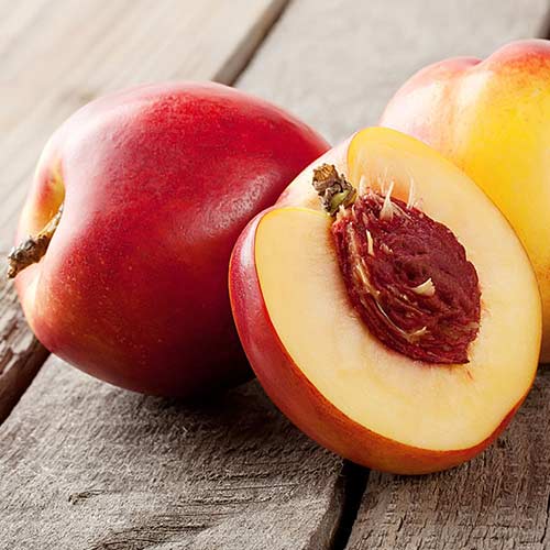 Nektarinas Orlando interface.image 1 interface.art 4288