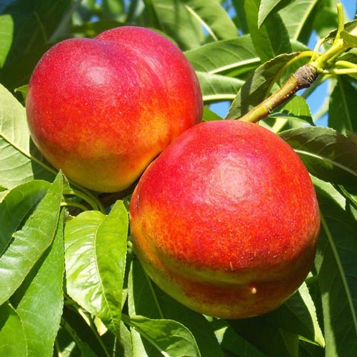 Nektarinas Star Coral, C2 interface.image 1 interface.art 9685