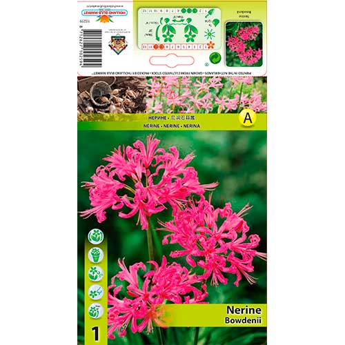 Nerinė (Nerine) Bowdenii interface.art nuotrauka 1 Nerinė (Nerine) Bowdenii interface.image 1 interface.art 76334