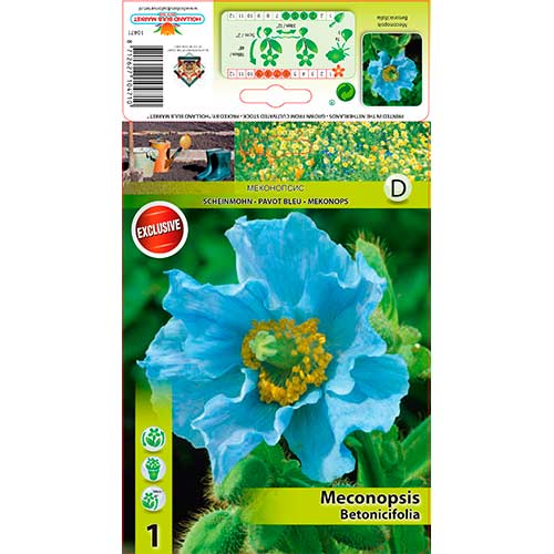 Noteralapis Aguonaitis (Meconopsis Betonicifolia) interface.art nuotrauka 1 Noteralapis Aguonaitis (Meconopsis Betonicifolia) interface.image 1 interface.art 76586
