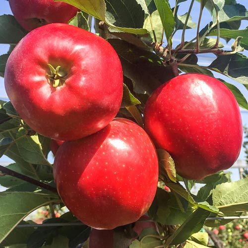 Obelis Gala Lord interface.art nuotrauka 1 Obelis Gala Lord interface.image 1 interface.art 7974