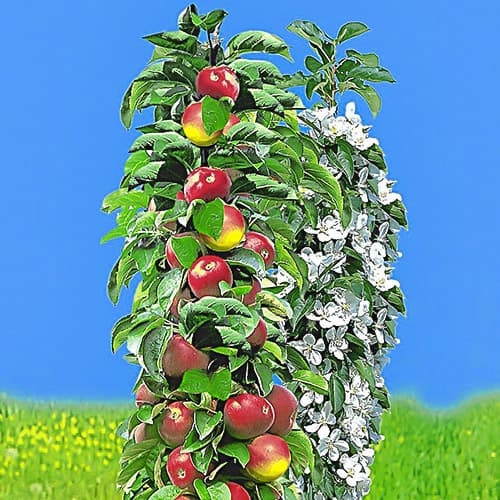 Obelis koloniniai anksti, С2 interface.image 1 interface.art 1932