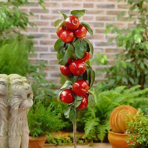 Obelis koloniniai Red River, С2 interface.image 1 interface.art 1951