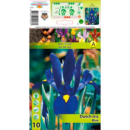 Olandiškasis Irisas (Iris) Blue interface.image 1 interface.art 76227