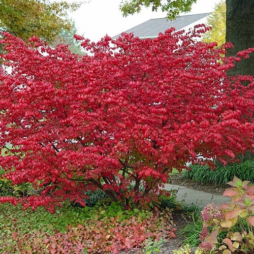 Ožekšnis Compactus interface.image 1 interface.art 9121