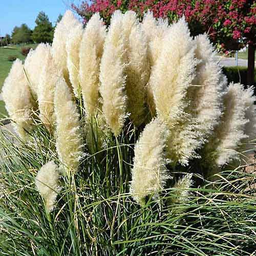 Pampų žolė (Argentininė kortaderija, Cortaderia Selloana) White interface.art nuotrauka 1 Pampų žolė (Argentininė kortaderija, Cortaderia Selloana) White interface.image 1 interface.art 76650