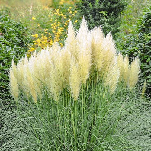Pampų žolė Cortaderia Pumila, P9 interface.art nuotrauka 1 Pampų žolė Cortaderia Pumila, P9 interface.image 1 interface.art 5447